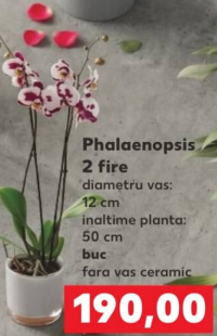 Фаленопсис 2 ветки высота растения 50 см