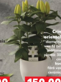 Лилия восточная диаметр горшка 13 см