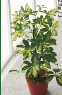 Шеффлера диаметр горшка 13 см высота растения 25 см шт