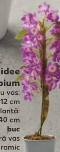 Орхидея дендробиум диаметр горшка 12 см высота растения 40 см шт