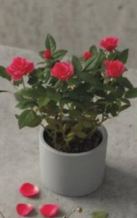 Роза диаметр горшка 12 см