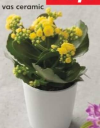 Каланхоэ диаметр горшка 12 см высота растения 18 см шт