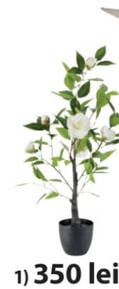 Solopgang Растение 80 см